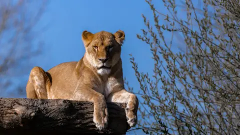 The Big Cat Sanctuary A lioness sits on a piece of wood on a sunny day. 