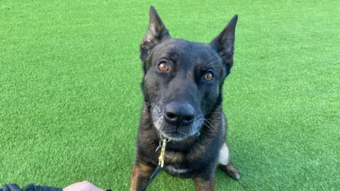 A Belgian Malinois-type dog with a dark face and white fur around its snout due to old age - looks at the camera. It has big brown eyes and pointy ears, and is sitting on green astro turf.