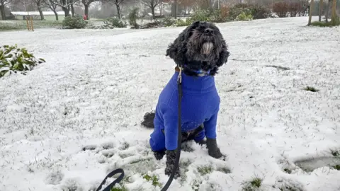 BBC Weather Watchers/LvFox A dog wearing a blue jacket sits in a snow-covered garden.