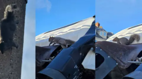 Three different images of a grey squirrel running over a metal surface and climbing down a building. 