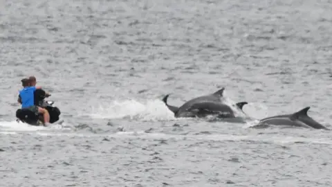 John Clavering Two people - who look to be a man and a child - are on a water scooter or personal watercraft circling in front of three grey dolphins.