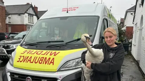 Geoff Grewcock A woman wearing black holds a swan while standing in front of a wildlife ambulance which says 'wildlife rescue' on it