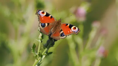 Jordan Protano-Byrne A Peacock butterfly sitting on a plant at the former Nature's World site in Acklam. The butterfly is red with black, yellow and lilac markings on the wings.