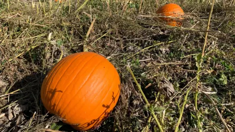 Pumpkins