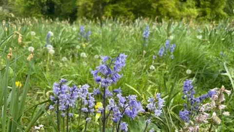 A collection of bluebells are in the foreground of the photo. They're in a meadow, which is full of long green grass, wildflowers, buttercups and dandelions. In the background, there are rows of trees. 