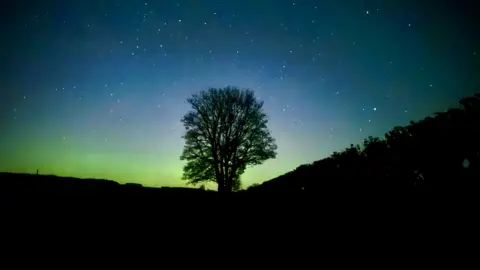 Hayley Davis A lone bare tree stands silhouetted against a night sky filled with stars and a soft green glow of aurora near the horizon. The surrounding landscape is dark, emphasizing the contrast between the glowing sky and the tree’s outline.