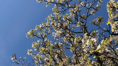 Peterborough Presents A tree with white flowers on, and blue sky in the background. 