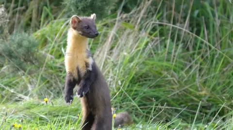 A pine marten, a relation to the weasel, standing on its hind legs in a meadow. The small, slender mammal has dark brown fur, a bushy tail, and a yellowish patch on its throat