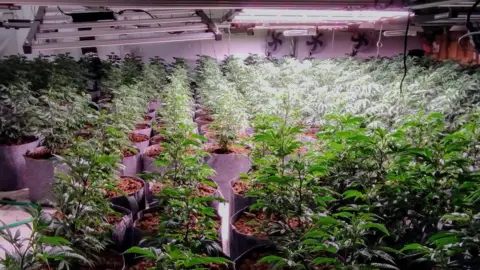 Leicestershire Police Rows of potted cannabis plants under grow lamps