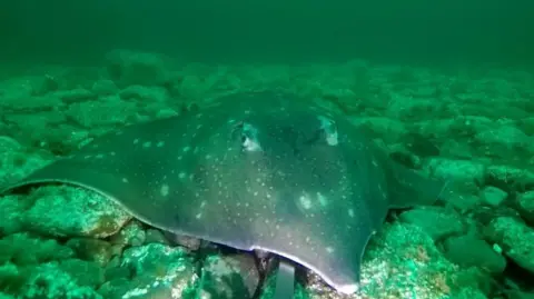 Orkney Skate Trust The skate is a large flat fish with its eyes on top of its body. It is grey with lighter speckles. The skate is pictured underwater and the water has a green hue.