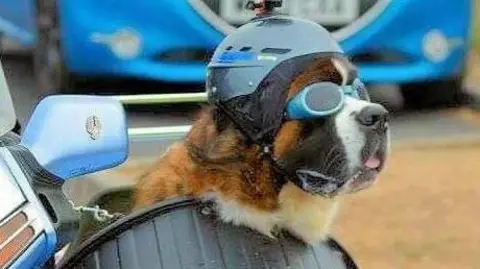 A dog in a motorbike sidecar with glasses on.