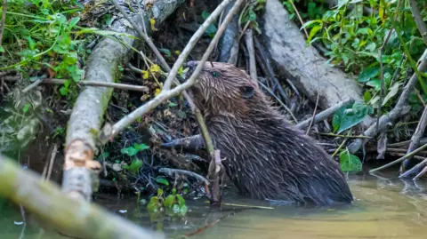 Andy Wilson A beaver climbing out of the river onto the bank. It's brown fur is wet. There are sticks around it and green grass and leaves.