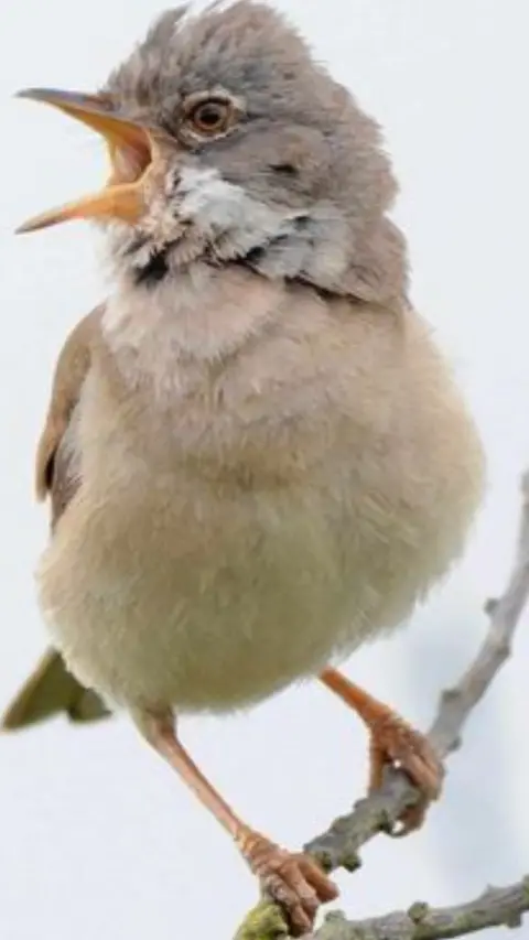 Ian Holmes A Common whitethroat bird 