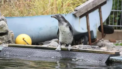 Curraghs Wildlife Park Penguin