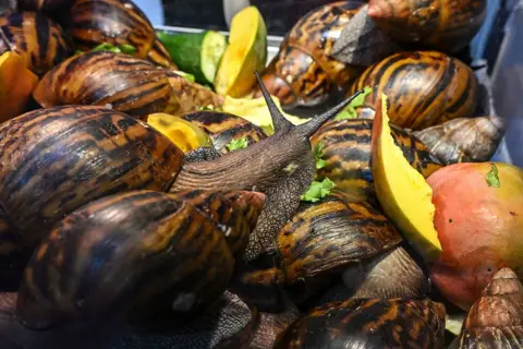 ISSOUF SANOGO / AFP / GETTY IMAGES Giant African land snails feeding on mangos, lettuce and cucumber. 