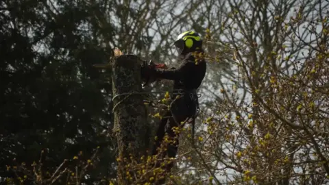 BBC Tree cutter