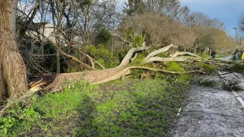 Somerset Council Fallen tree across a road