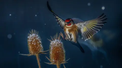 European goldfinch in flight