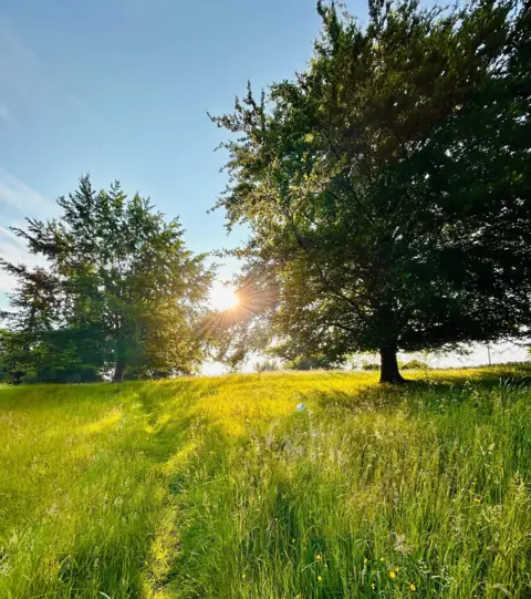 BBC Weather Watchers / Mrs Baggins The sun in a blue sky shines between two large trees with green leaves and across long, green grass.