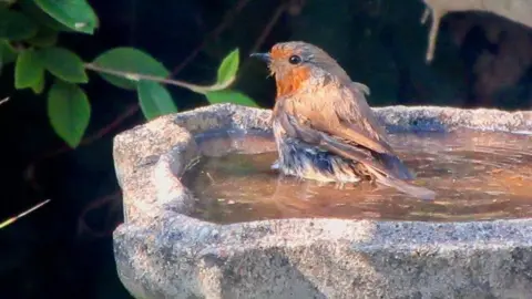 BBC Weather Watchers/Fen Lass A robin sitting in a stone birdbath which is full of water.