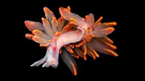 Nathan Jackson A vibrant orange and pink coloured sea slug on a black background.