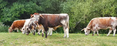 Sally Hollingworth Cattle