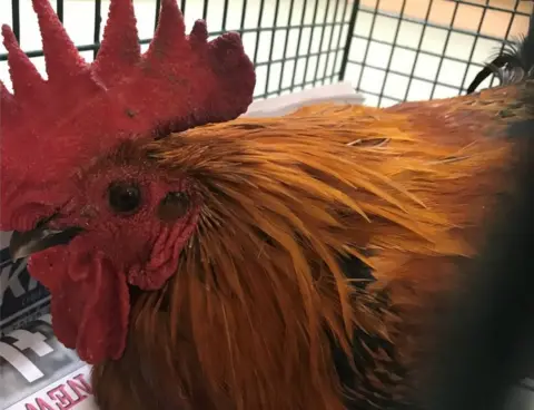 RSPCA Cockerel