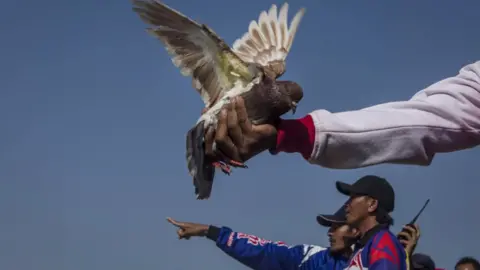 Getty Images File image of pigeon racers in Indonesia
