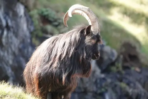 Andrew MacLeod Wild goat 
