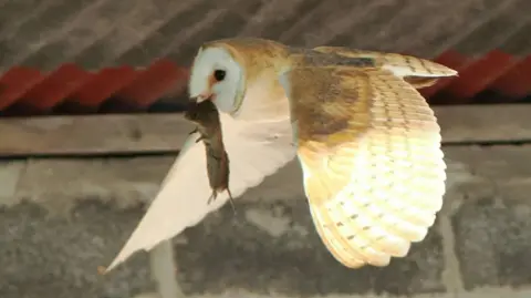 Paul Hurford A white barn owl, in a barn, carrying a mouse by the head as it flies. 