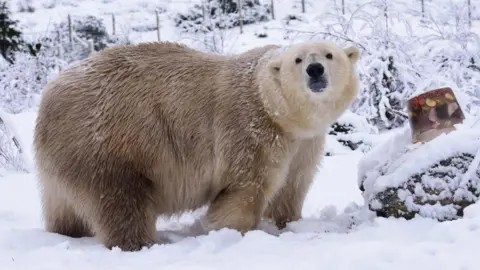 RZSS Victoria tampak besar dan berbulu lebat berdiri di tengah salju tebal di Highland Wildlife Park.