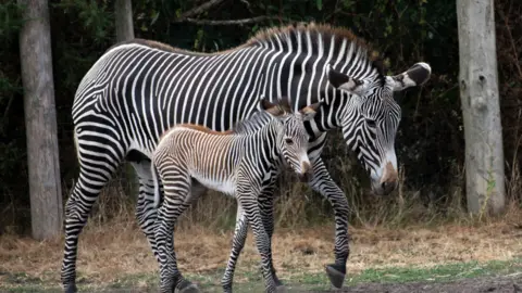 West Midland Safari Park Zebras