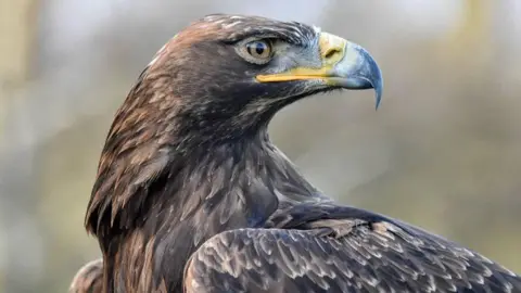 Half Walks Falconry Experiences N.I. A golden eagle with its head turned almost 180 degrees. He has a grey and yellow beak, and brown and white feathers. 