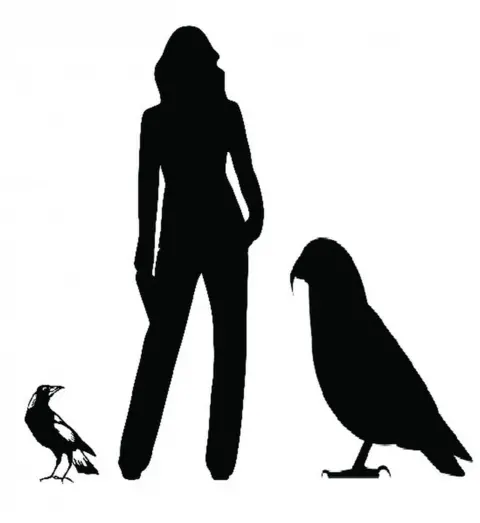 PA Media A graphic showing the size of the giant parrot in comparison to a human