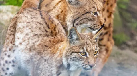 Wild Planet Trust The lynx kitten at Newquay Zoo. It has light brown and white fur with orange eyes. It has large ears with tufts of black fur at the top. 