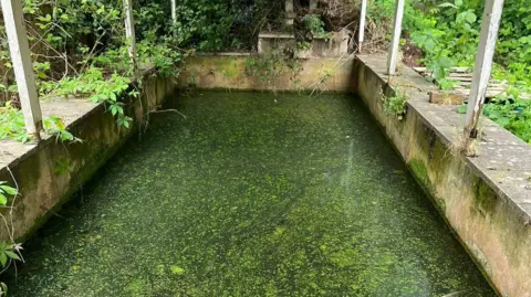 Pond with concrete sides and some green algae on it. There are some tree branches around it and wooden poles. 