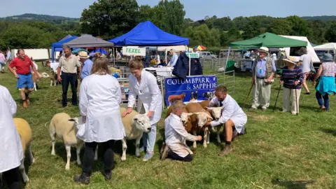 Livestock at the Honiton Agricultural Show