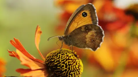 Liam Richardson/Butterfly Conservation A Gatekeeper butterfly on an orange flower
