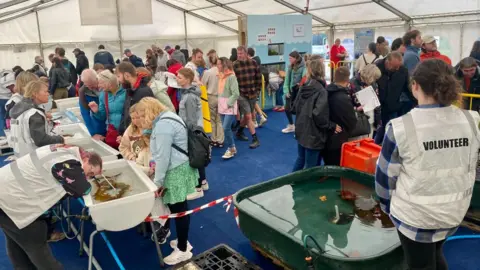 Clare Payne In a large marquee, a series of tanks with marine life are lined up. Lots of people gather and peer into the tanks filled with water. Volunteers in white vests, with the word volunteer on, line face the crowd. 