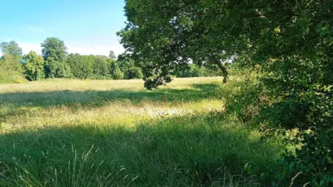 Whitewebb's Park - a large open expanse of grass, which has grown long. There are trees and bushes at the perimeter and the sun shines.