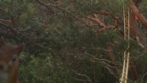 Trees for Life Rope bridge and squirrel