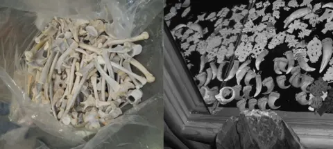 TRAFFIC, Viv Williams On the left hand side of the image is a clear plastic bag which is full of lion bones and bone fragments.  On the right a display case contains lion teeth and claws with silver fittings for use as jewellery.