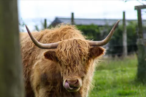 Samantha Christie A Highland cow stands in a grassy field, facing the camera. It's tongue is curled up over its nose and it has long curved horns.