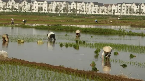Reuters Rice farmers in Vietnam