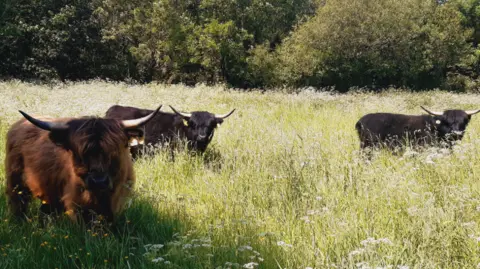 Three highland cows in an overgrown meadow