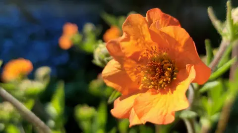 BBC Weather Watchers/The Blue Yonder A bright orange flower dominates the photo with blurred green stalks visible behind.