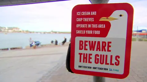 A sign attached to a railing by St Ives' harbour saying: "Beware the gulls"