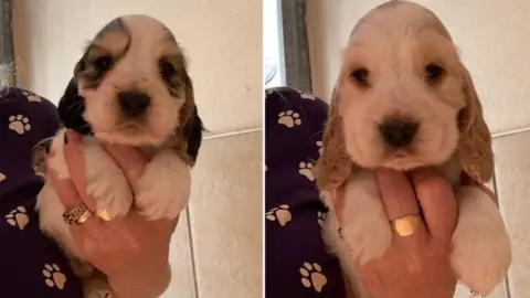 Just Dogz Two of the stolen puppies