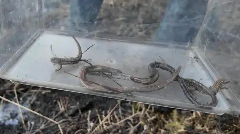 A large clear plastic tub containing about five sand lizards and slow worms