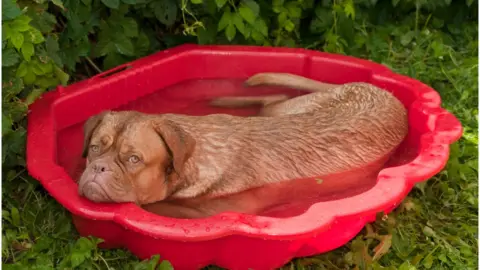 Getty Images Dog in a small pool tired of the summer heat